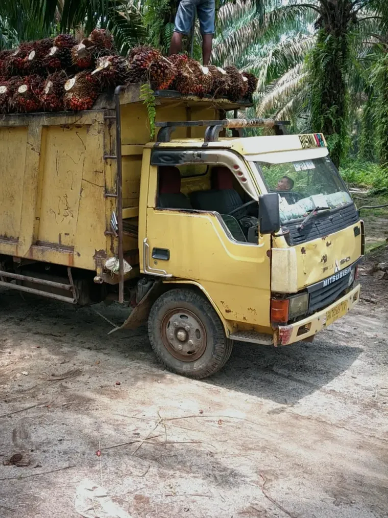 Pekerja merapikan muatan TBS di atas bak