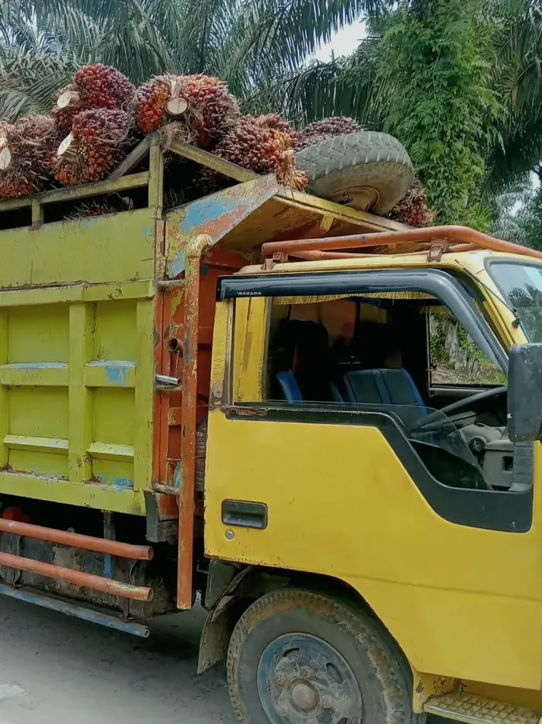 Dump truck bermuatan TBS di jalan kebun