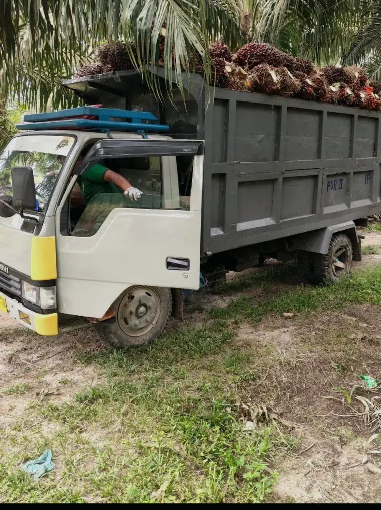 Truk bermuatan TBS di antara pohon sawit