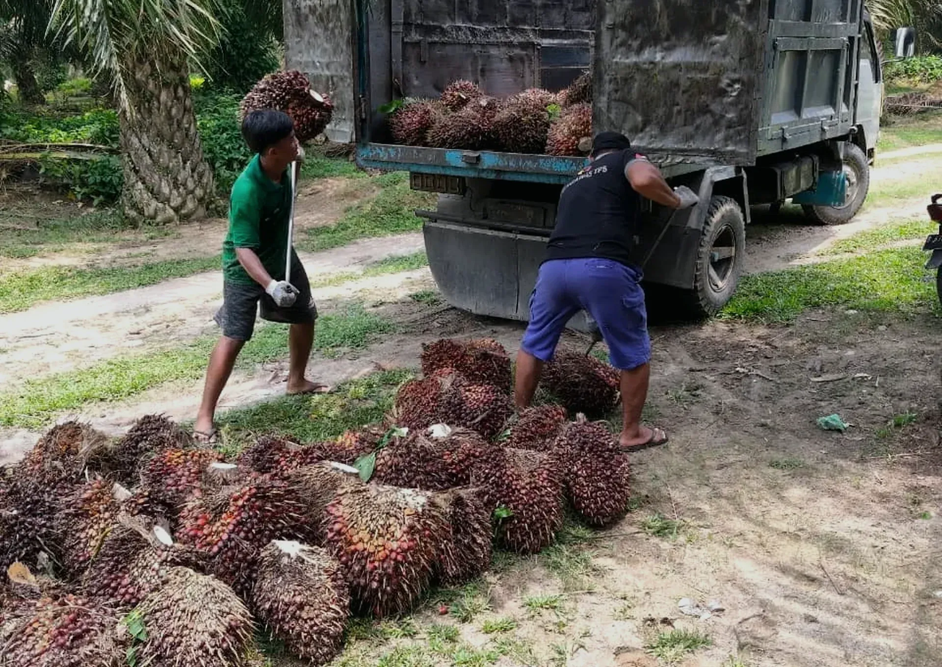 Pekerja memuat tandan buah segar (TBS) kelapa sawit ke truk di kebun